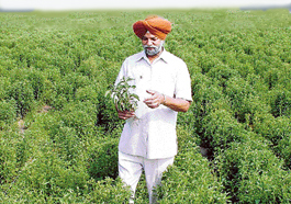 stevia anbau in Indien