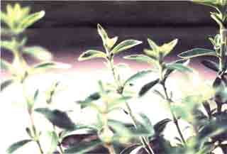 stevia pflanze